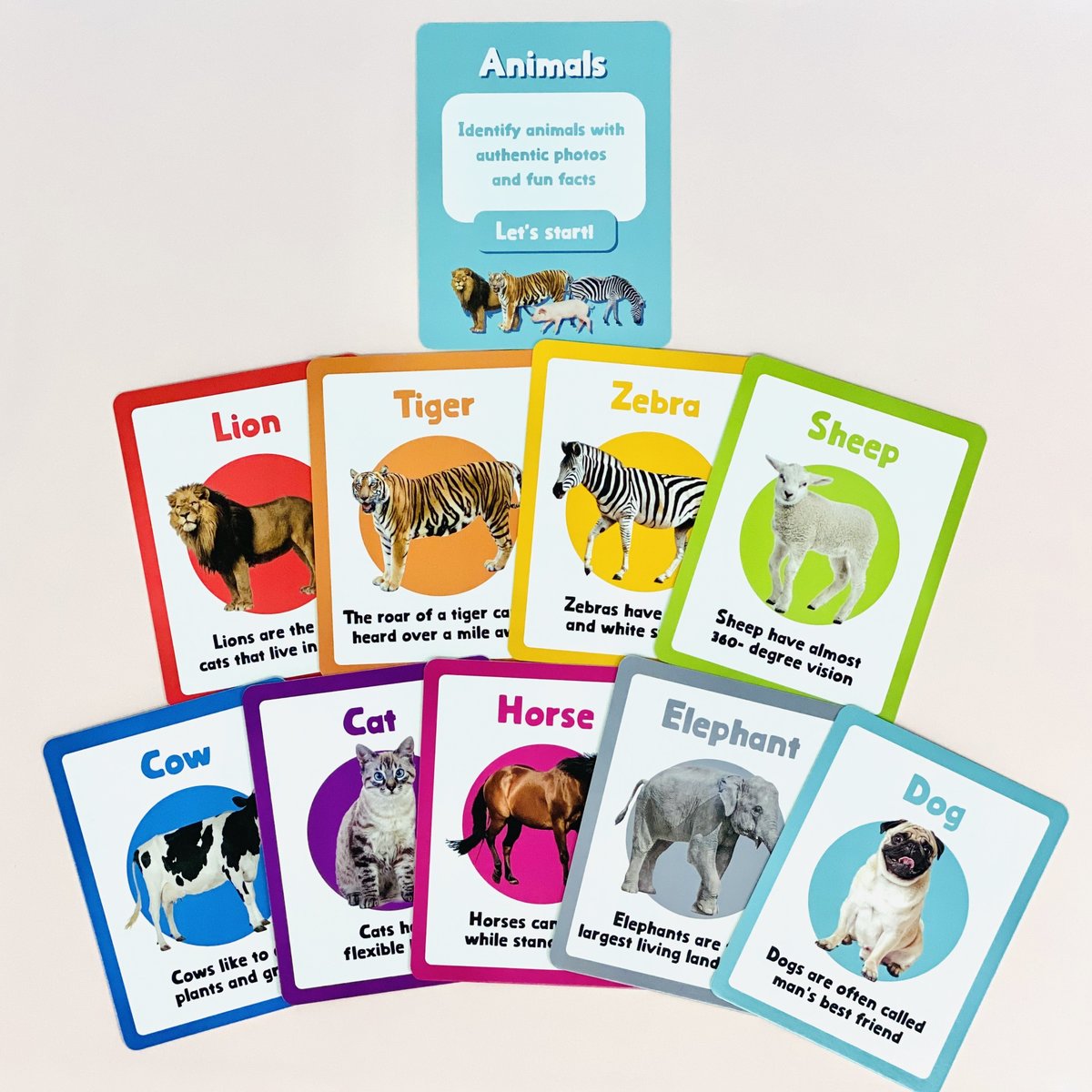Curios Flashcard(MY)
